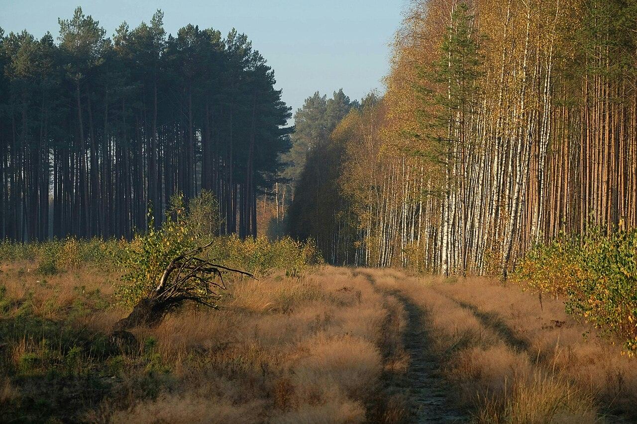 A path through an autumn forest