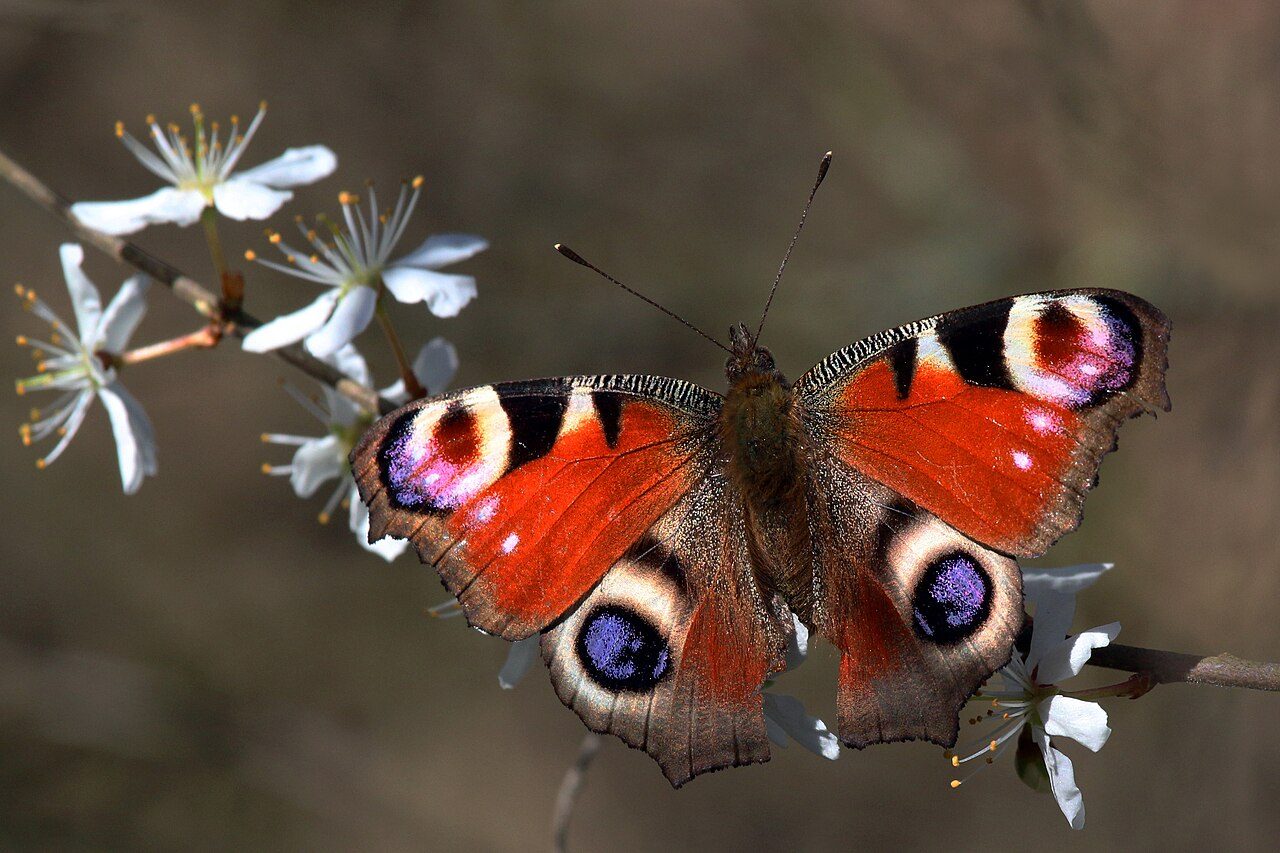 A peacock butterfly at rest