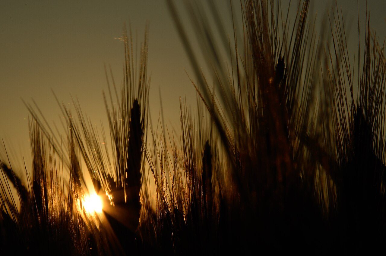 A wheat field at sunset